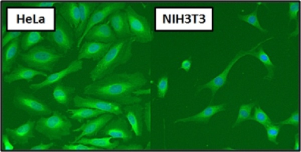 Immunocytochemistry/ Immunofluorescence - Anti-Hsp70 antibody [5A5] (ab2787), expandable thumbnail