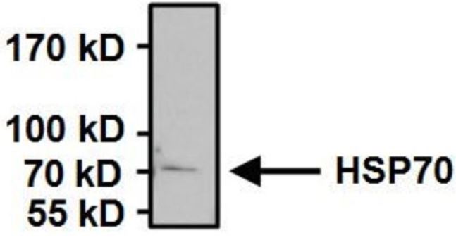 Immunoprecipitation - Anti-Hsp70 antibody [5A5] (AB2787), expandable thumbnail