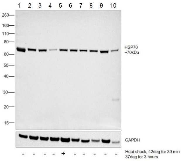 Western blot - Anti-Hsp70 antibody [5A5] (AB2787), expandable thumbnail