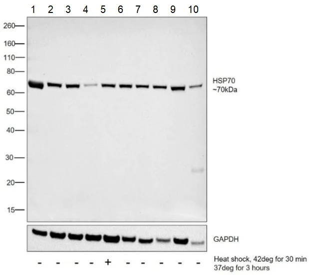 Western blot - Anti-Hsp70 antibody [5A5] (AB2787)