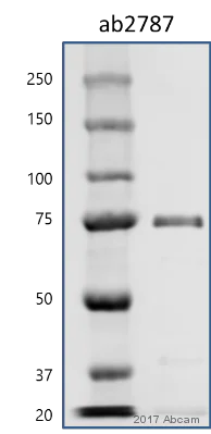 Western blot - Anti-Hsp70 antibody [5A5] (AB2787)