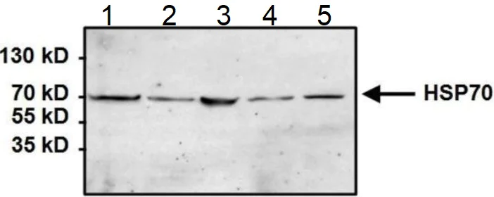 Western blot - Anti-Hsp70 antibody [5A5] (AB2787)
