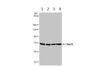 Western blot - Anti-Hsp70 antibody (AB137680)