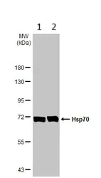 Western blot - Anti-Hsp70 antibody (AB137680)