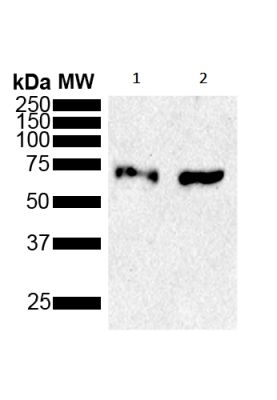 Western blot - Anti-Hsp70 antibody (AB240902)