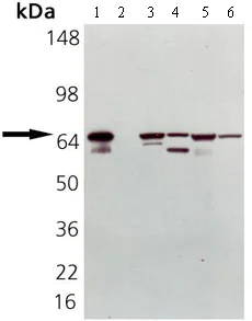 Western blot - Anti-Hsp70 antibody (AB69413)
