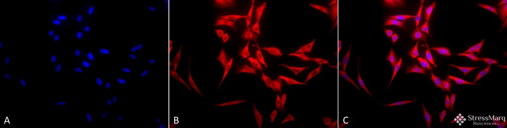 Immunocytochemistry/ Immunofluorescence - Anti-Hsp70 antibody (ab79852), expandable thumbnail