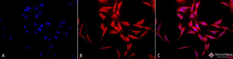 Immunocytochemistry/ Immunofluorescence - Anti-Hsp70 antibody (AB79852)