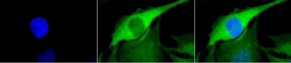 Immunocytochemistry/ Immunofluorescence - Anti-Hsp70 antibody (AB79852), expandable thumbnail