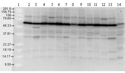 Western blot - Anti-Hsp70 antibody (AB79852), expandable thumbnail