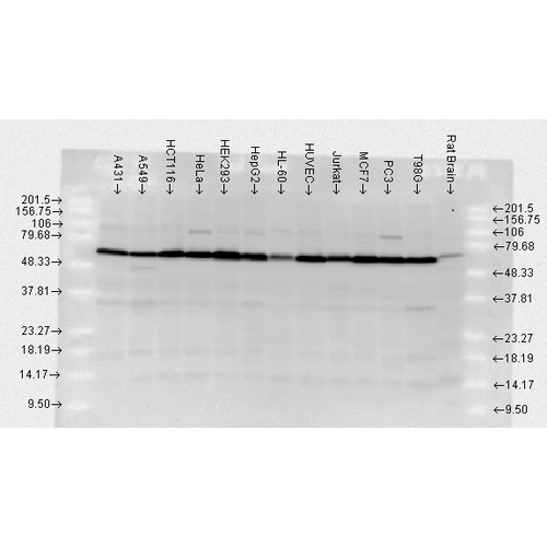 Western blot - Anti-Hsp70 antibody (ab79852), expandable thumbnail