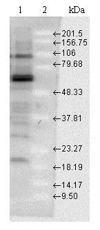 Western blot - Anti-Hsp70 antibody (AB79852), expandable thumbnail