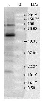 Western blot - Anti-Hsp70 antibody (AB79852)