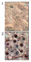Immunohistochemistry (Formalin/PFA-fixed paraffin-embedded sections) - Anti-Hsp70 antibody [BB70] (AB53496)