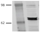 Western blot - Anti-Hsp70 antibody [BB70] (AB53496)