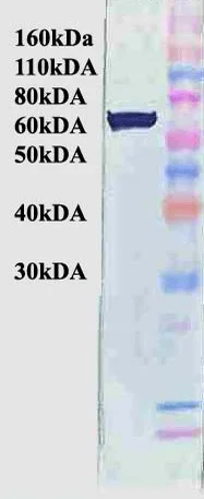 Western blot - Anti-Hsp70 antibody [BB70] (AB53496)