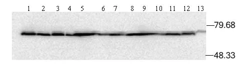 Western blot - Anti-Hsp70 antibody [C92F3A-5] (AB47455)