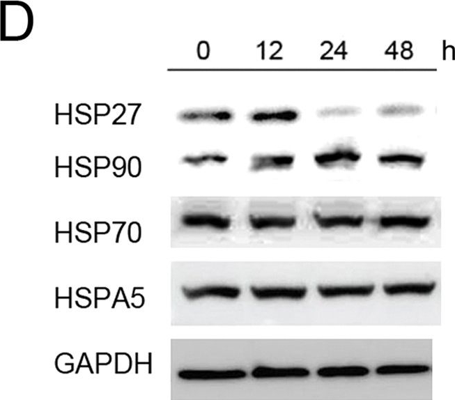 Anti-Hsp70 antibody [C92F3A-5]