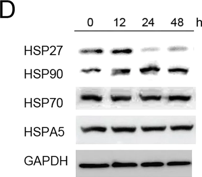 Western blot - Anti-Hsp70 antibody [C92F3A-5] (AB47455)