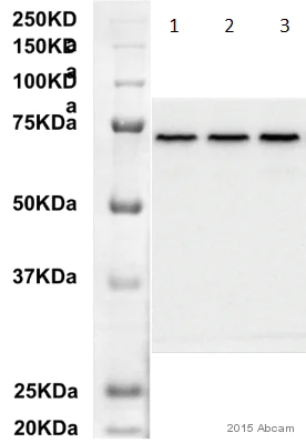 Western blot - Anti-Hsp70 antibody [C92F3A-5] (AB47455)
