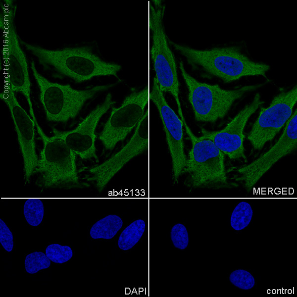 Immunocytochemistry/ Immunofluorescence - Anti-Hsp70 antibody [EP1007Y] (AB45133), expandable thumbnail