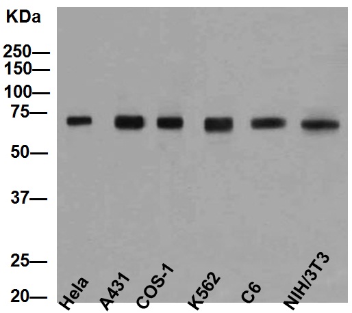 Western blot - Anti-Hsp70 antibody [EP1007Y] (AB45133), expandable thumbnail