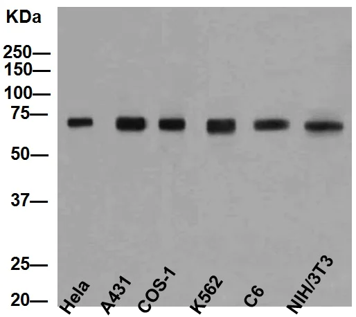 Western blot - Anti-Hsp70 antibody [EP1007Y] (AB45133)