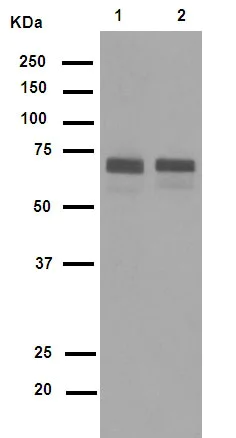 Western blot - Anti-Hsp70 antibody [EP1007Y] (AB45133)