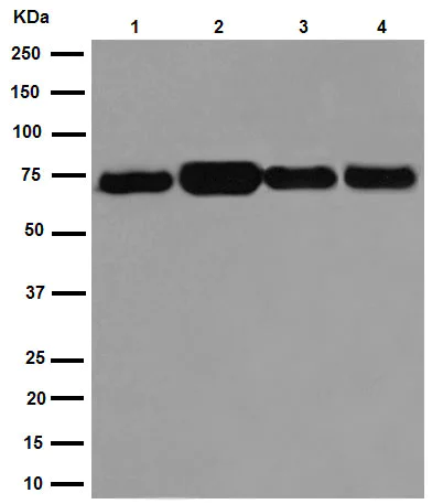 Western blot - Anti-Hsp70 antibody [EPR16892] (AB181606)