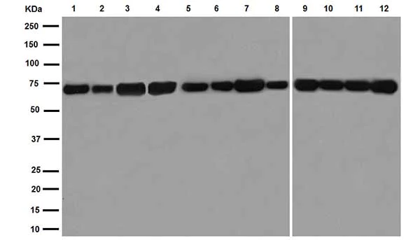 Western blot - Anti-Hsp70 antibody [EPR16892] (AB181606)