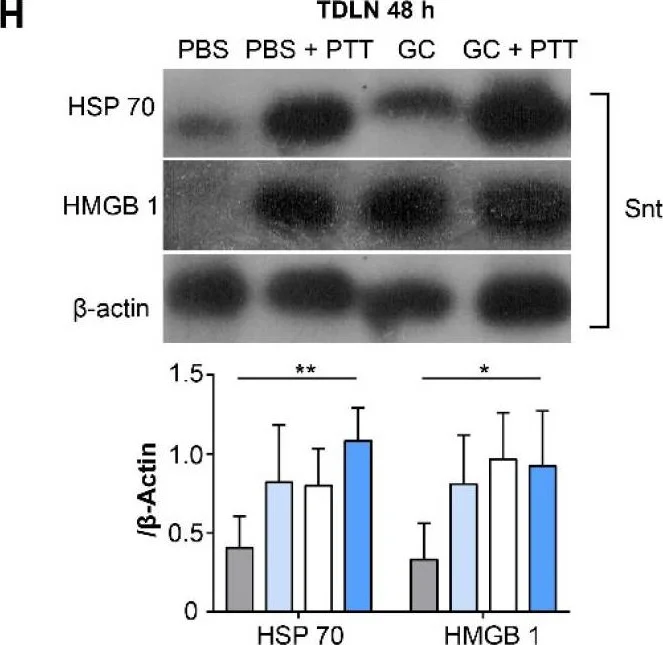 Western blot - Anti-Hsp70 antibody [EPR16892] (AB181606)