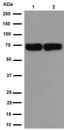 Western blot - Anti-Hsp70 antibody [EPR16892] (AB181606)