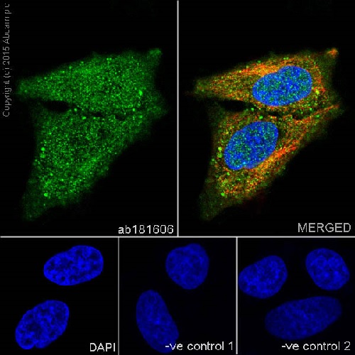 Immunocytochemistry/ Immunofluorescence - Anti-Hsp70 antibody [EPR16892] - BSA and Azide free (AB219597), expandable thumbnail