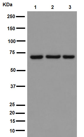 Anti-Hsp70 antibody [EPR16893]
