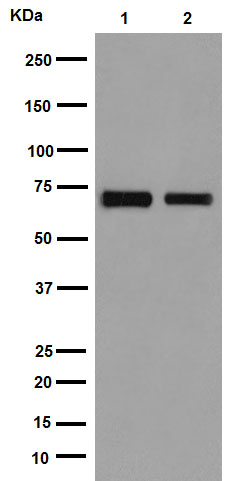 Western blot - Anti-Hsp70 antibody [EPR16893] (AB194360)