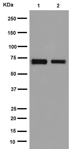 Western blot - Anti-Hsp70 antibody [EPR16893] (AB194360)
