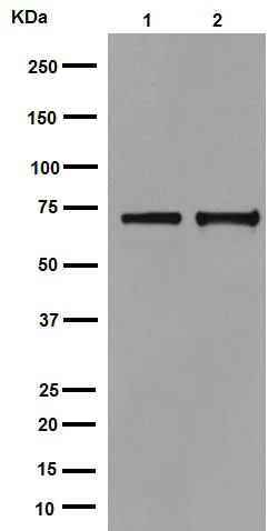 Western blot - Anti-Hsp70 antibody [EPR16893] (AB194360)