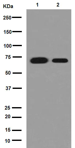 Western blot - Anti-Hsp70 antibody [EPR16893] (AB194360)