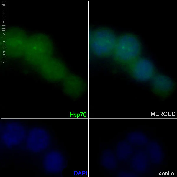Immunocytochemistry/ Immunofluorescence - Anti-Hsp70 antibody [EPR16893] - BSA and Azide free (AB238947)