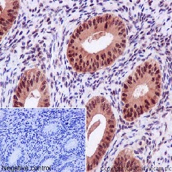 Immunohistochemistry (Formalin/PFA-fixed paraffin-embedded sections) - Anti-Hsp70 antibody [EPR16893] - BSA and Azide free (AB238947)
