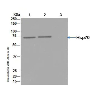 Immunoprecipitation - Anti-Hsp70 antibody [EPR17677] (AB182844)