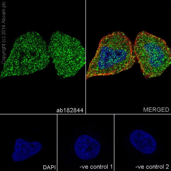 Immunocytochemistry/ Immunofluorescence - Anti-Hsp70 antibody [EPR17677] - BSA and Azide free (AB250639), expandable thumbnail