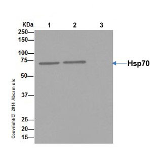 Immunoprecipitation - Anti-Hsp70 antibody [EPR17677] - BSA and Azide free (ab250639), expandable thumbnail