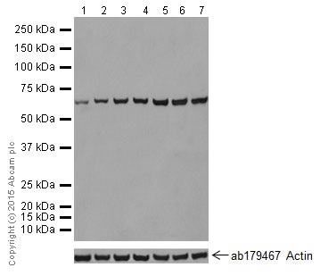 Western blot - Anti-Hsp70 antibody [EPR17677] - BSA and Azide free (AB250639), expandable thumbnail