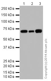 Western blot - Anti-Hsp70 antibody [EPR17677] - BSA and Azide free (AB250639), expandable thumbnail