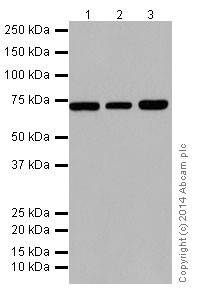 Western blot - Anti-Hsp70 antibody [EPR17677] - BSA and Azide free (AB250639), expandable thumbnail