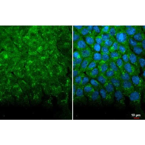 Immunocytochemistry/ Immunofluorescence - Anti-Hsp70 antibody [HL1580] (AB317094)