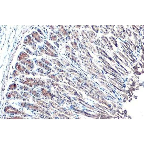 Immunohistochemistry (Formalin/PFA-fixed paraffin-embedded sections) - Anti-Hsp70 antibody [HL1580] (AB317094)