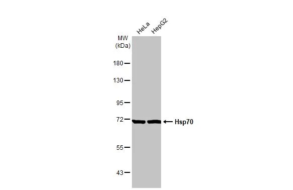 Western blot - Anti-Hsp70 antibody [HL1581] (AB308388), expandable thumbnail