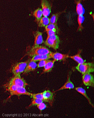 Immunocytochemistry/ Immunofluorescence - Anti-Hsp70 antibody [N27F3-4] (AB47454)